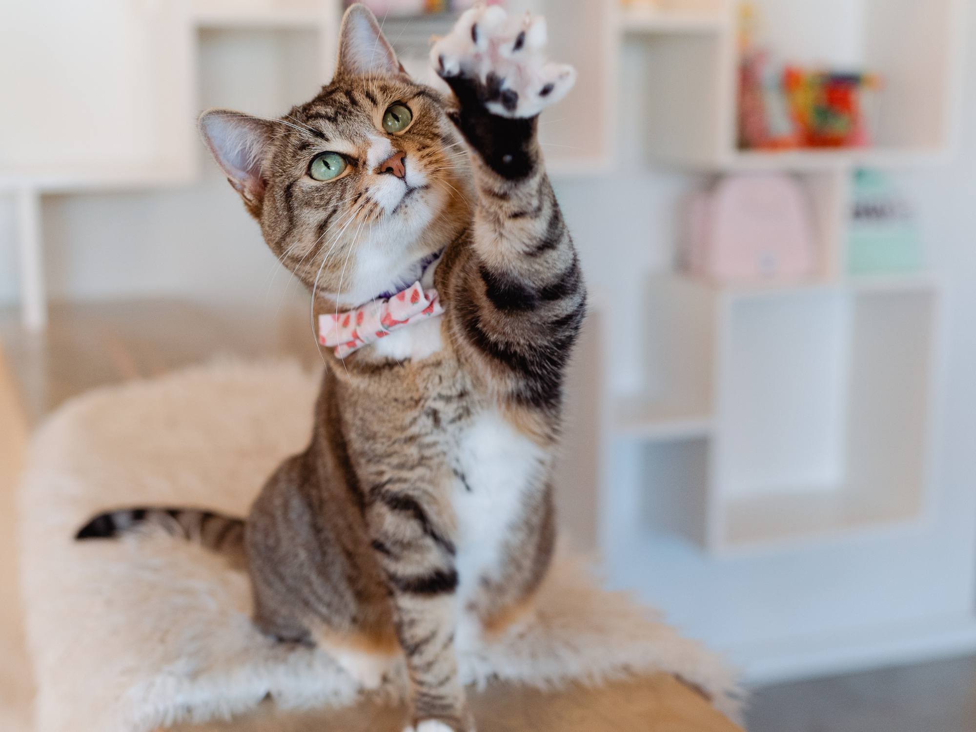 kitty cat!